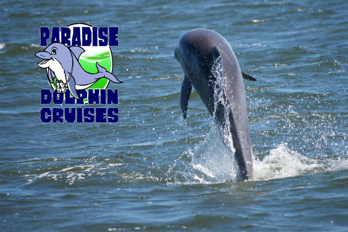 dolphin cruises obx